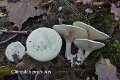 Clitopilus prunulus-amf1292